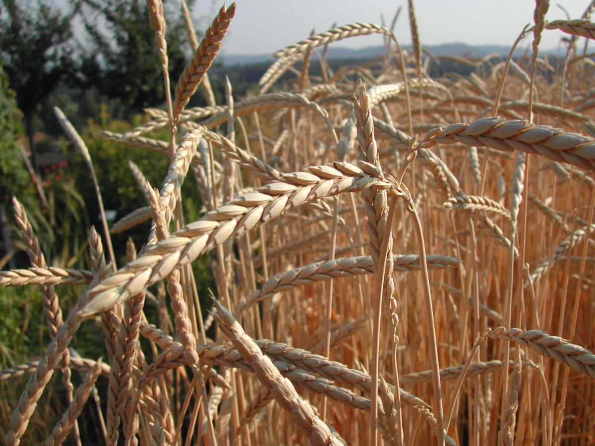 Grain Blanc de Lenzburg