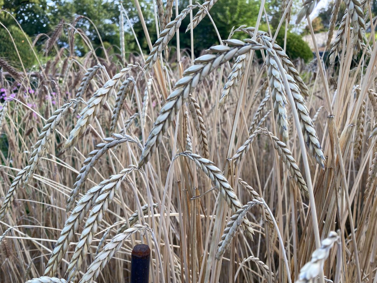 Oberemmentaler Bergkorn
