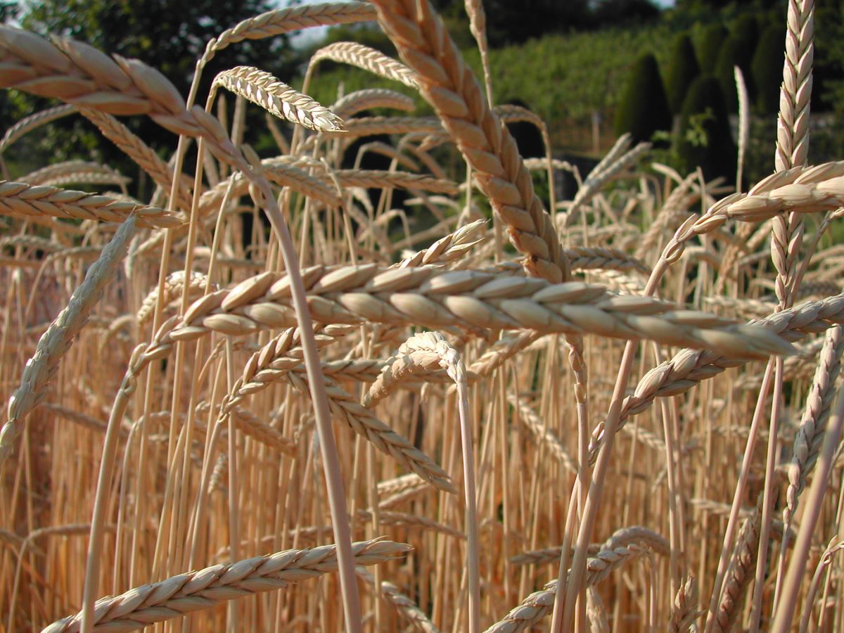 Oberemmentaler Bergkorn