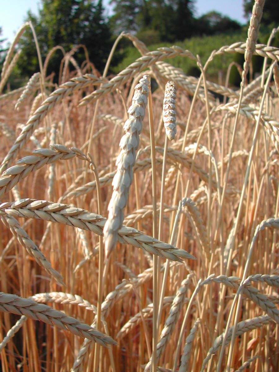 Schnottwiler Weisskorn