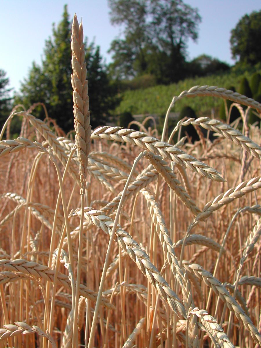 Schnottwiler Weisskorn