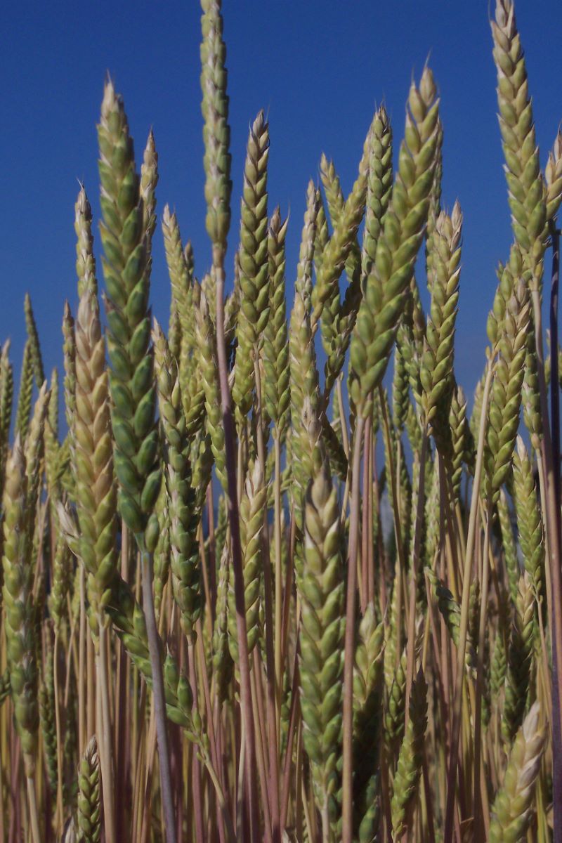 Variété de Pays de Töss