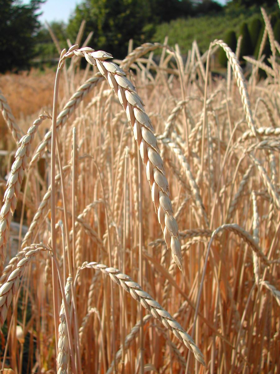 Landsorte Mittelland