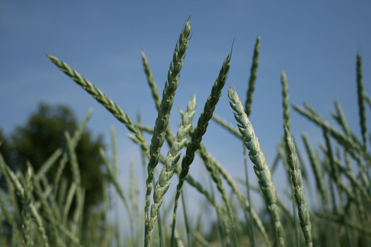 Varietà Tradizionale del Napf