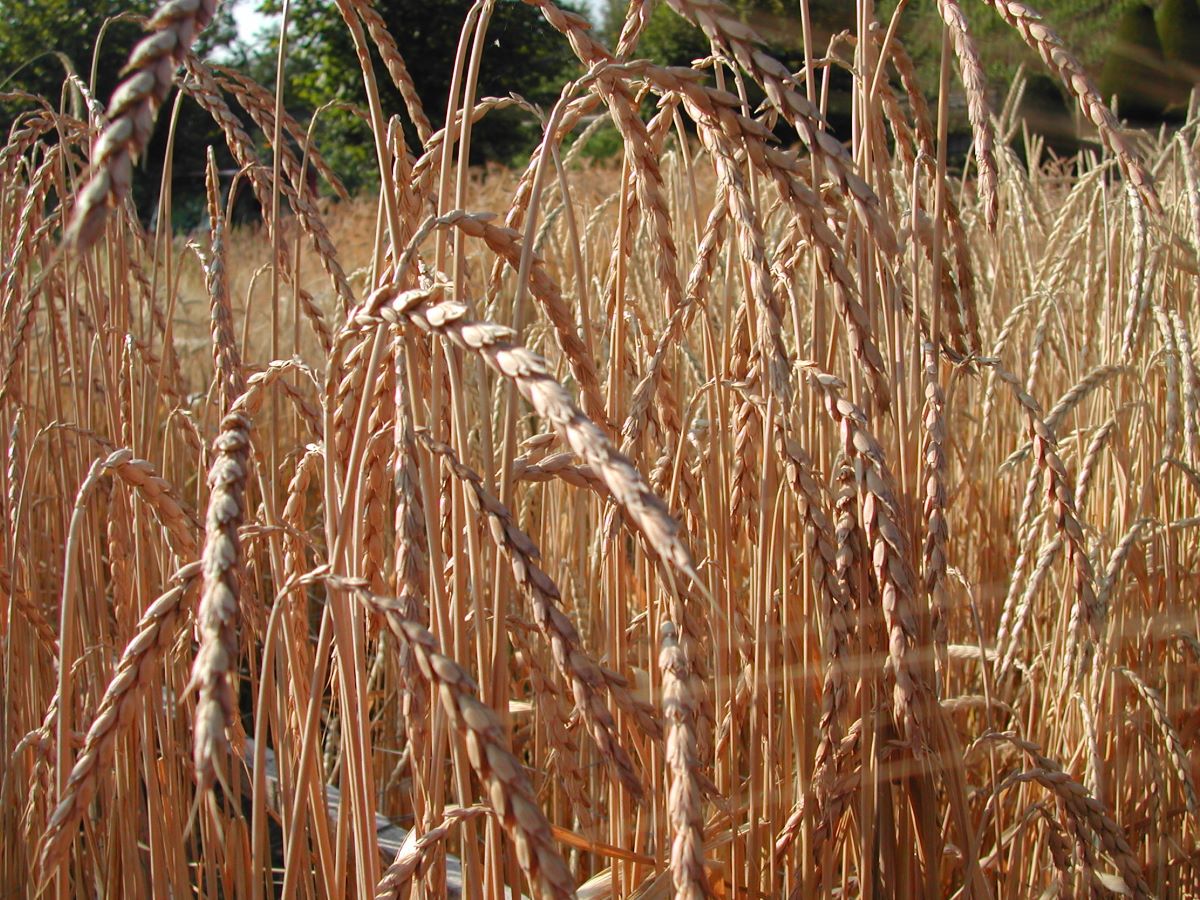 Varietà Tradizionale del Napf