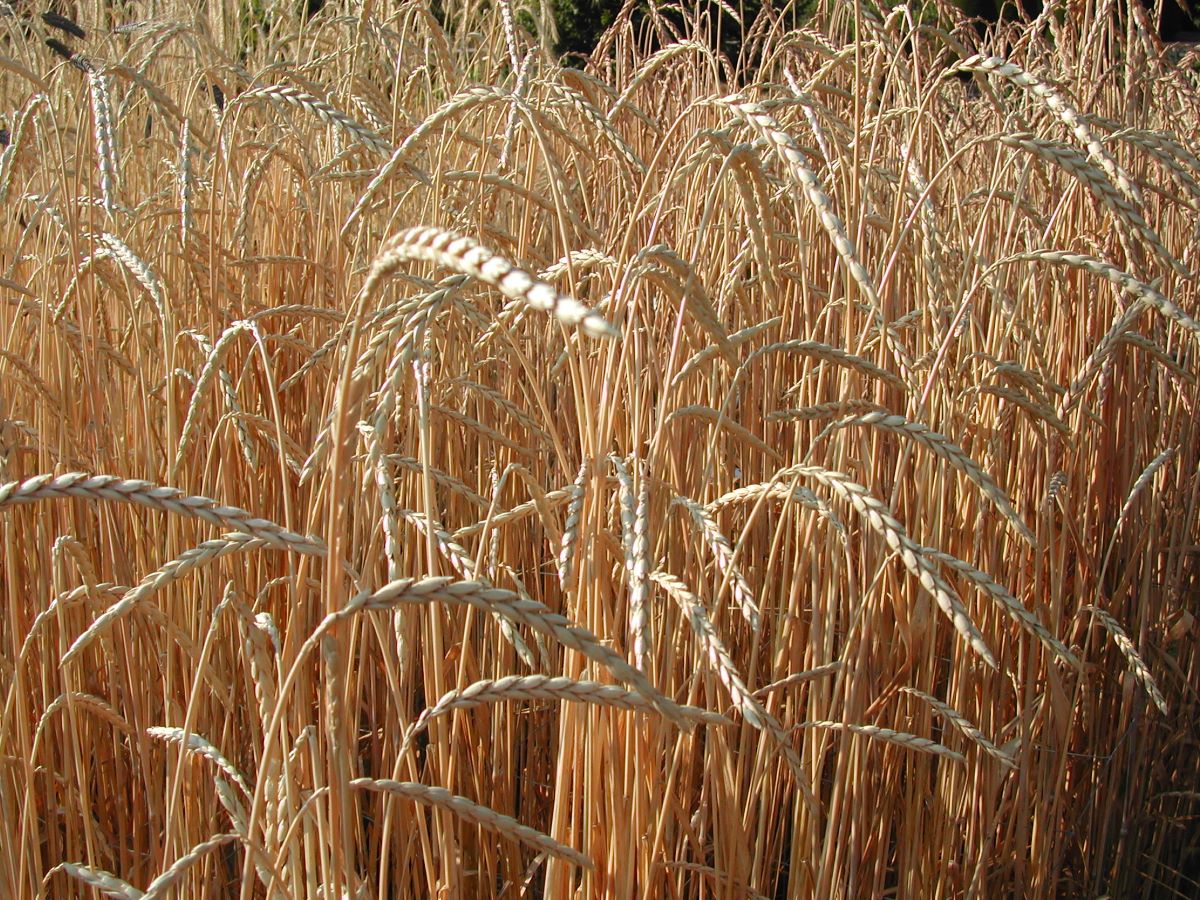 Varietà tradizionale di Guggisberg