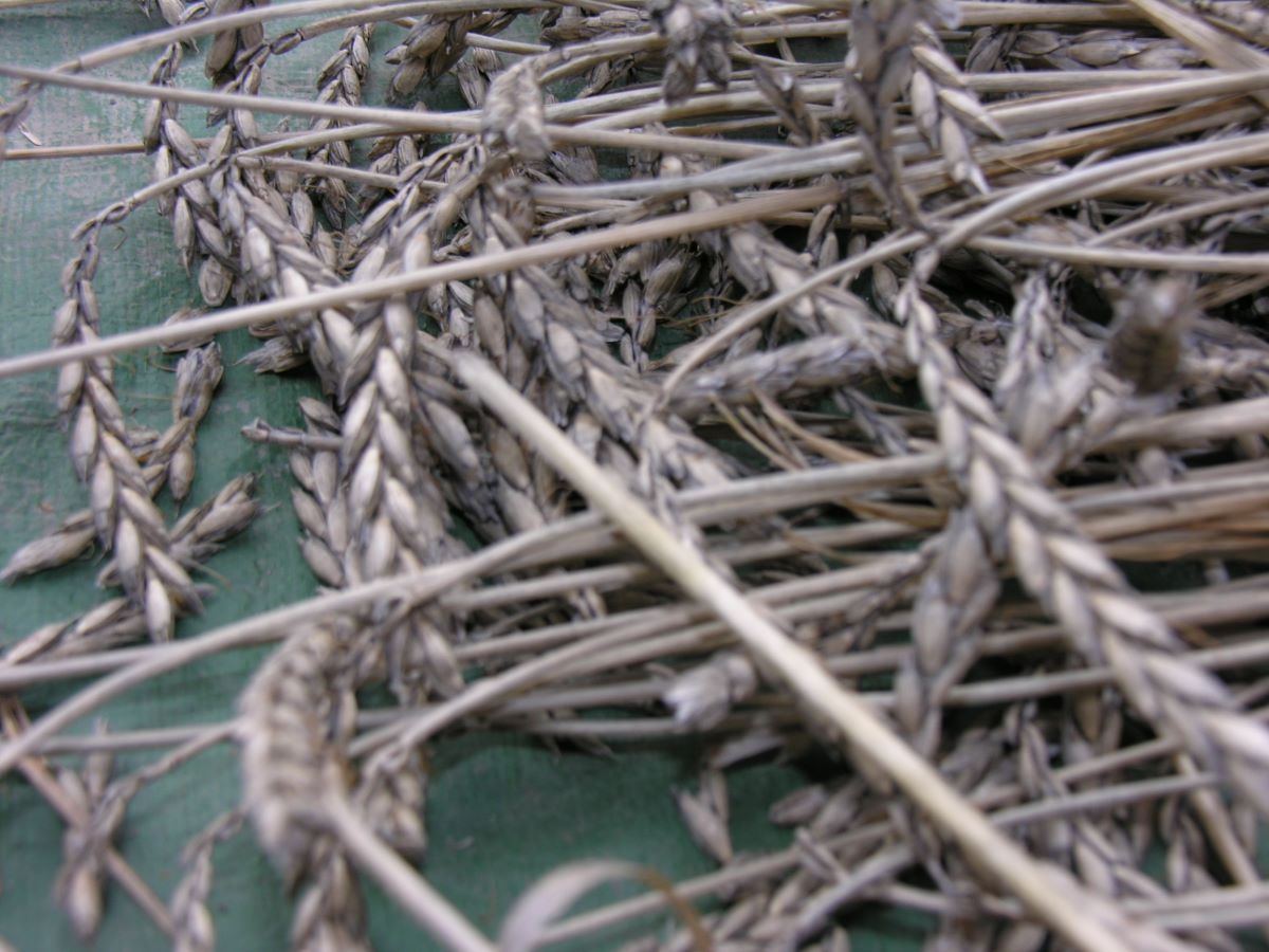 Varietà tradizionale di Guggisberg