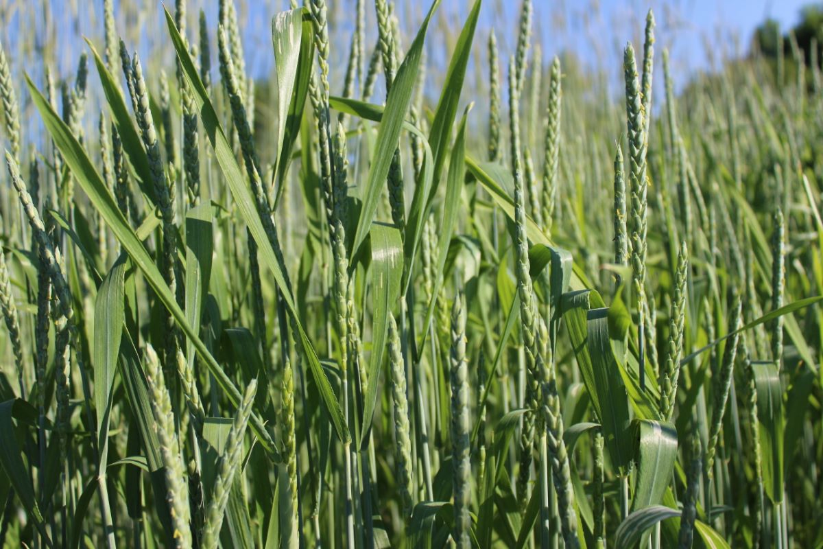 Varietà tradizionale di Guggisberg