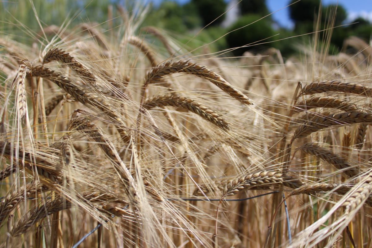 Weizgerste