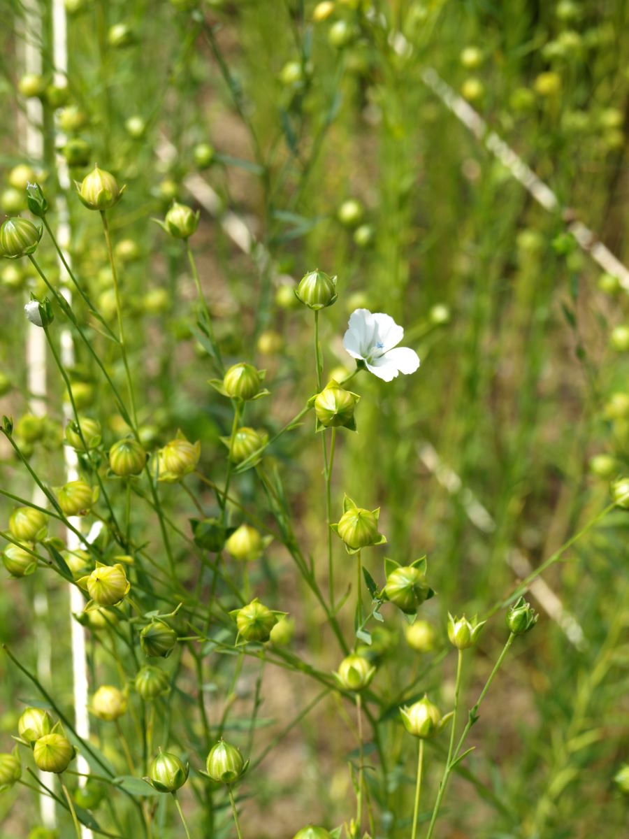 Lin à Fibre Blanc Ballenberg