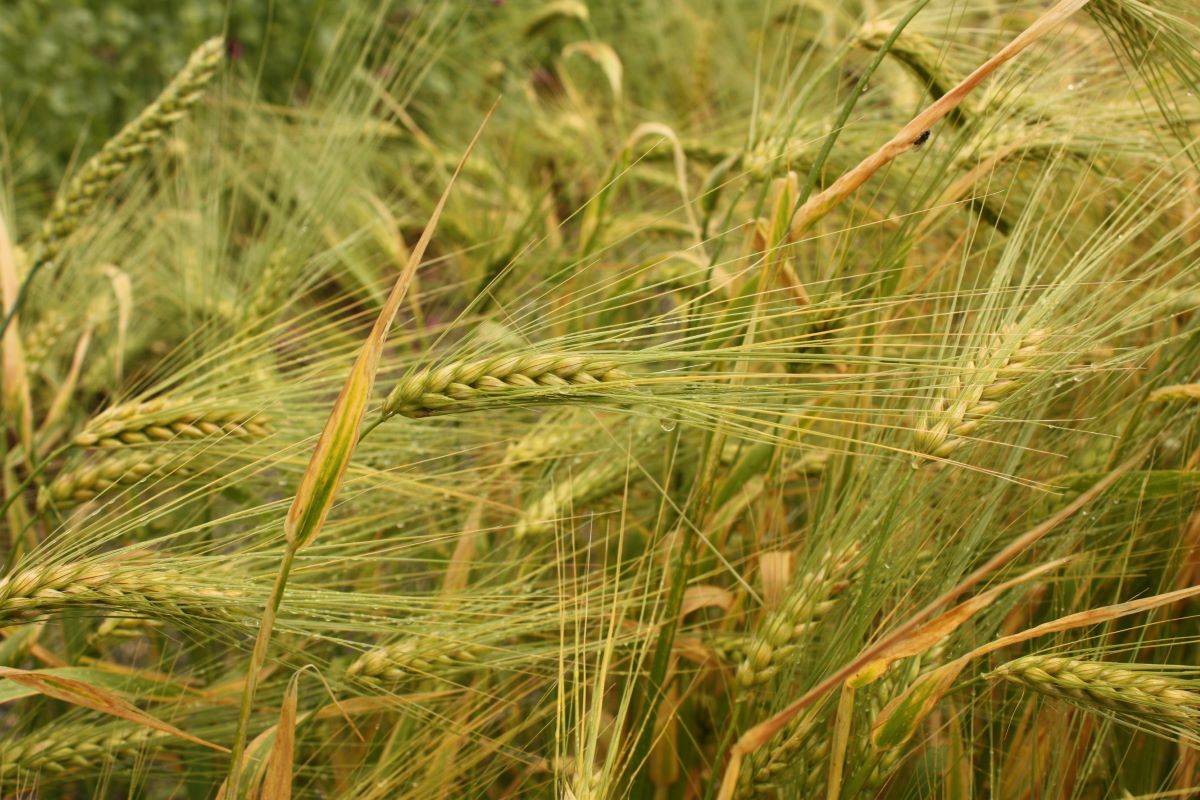 Walser della valle di Safien