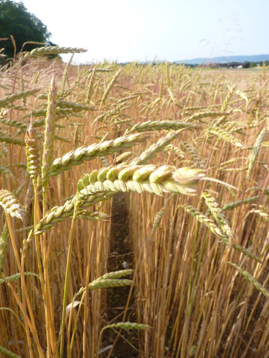 Tellenbacher Rotkorn