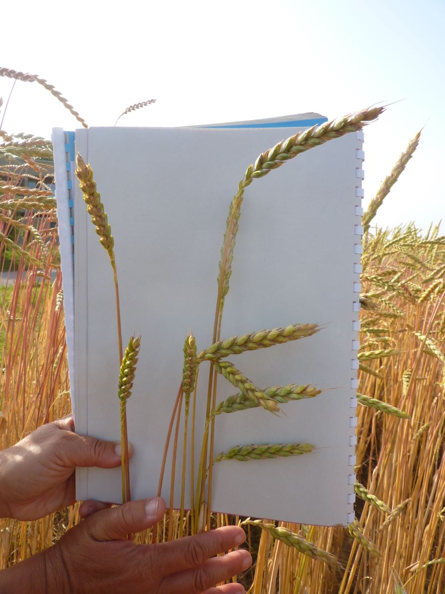 Tellenbacher Rotkorn