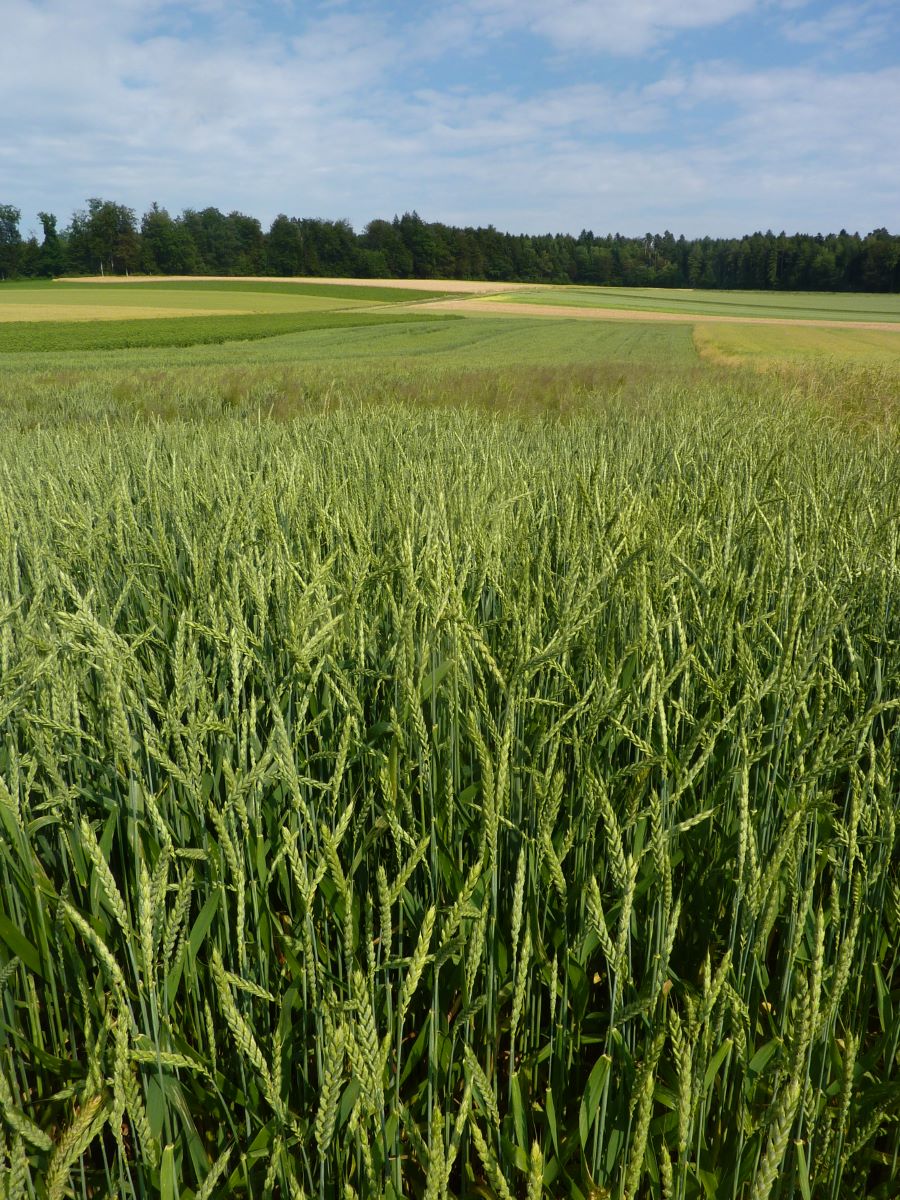 Tellenbacher Rotkorn