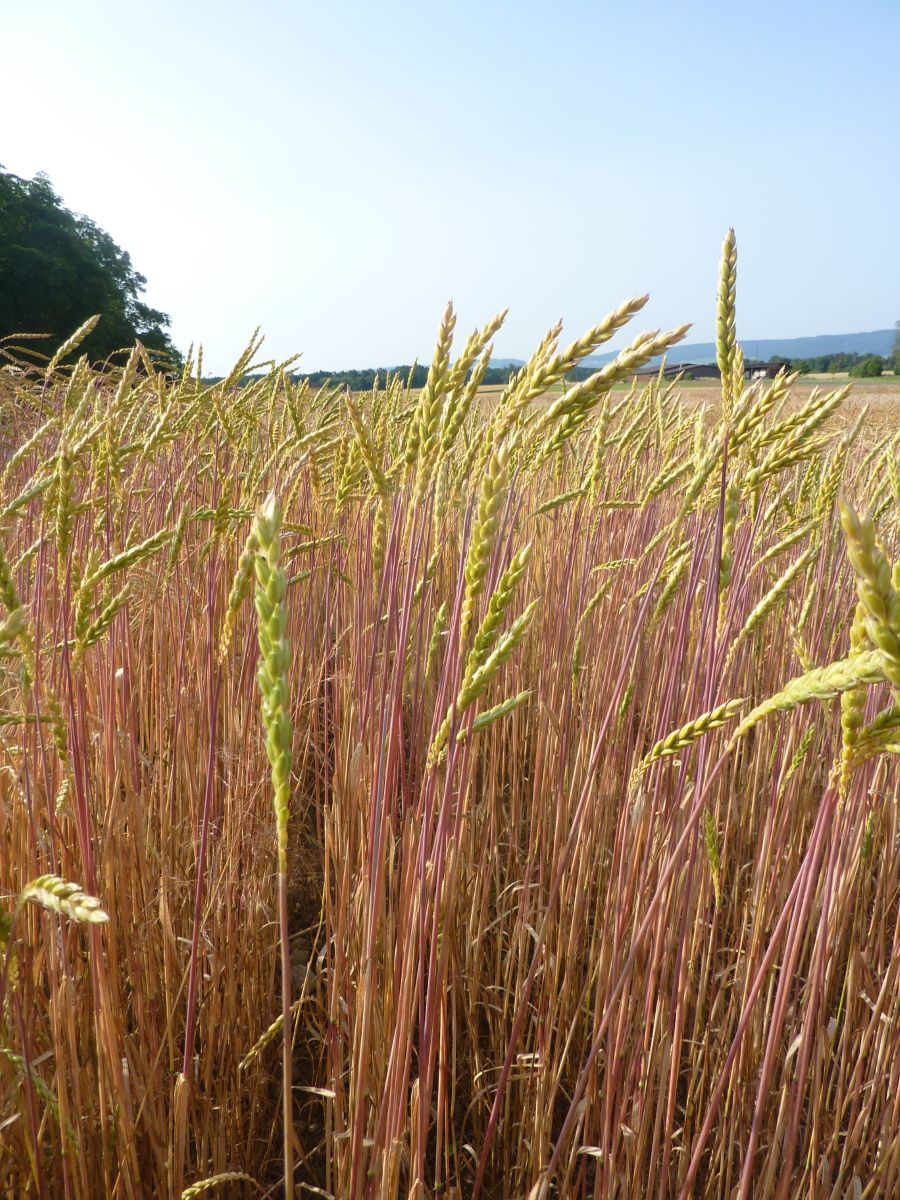 Werthensteiner Weisskorn