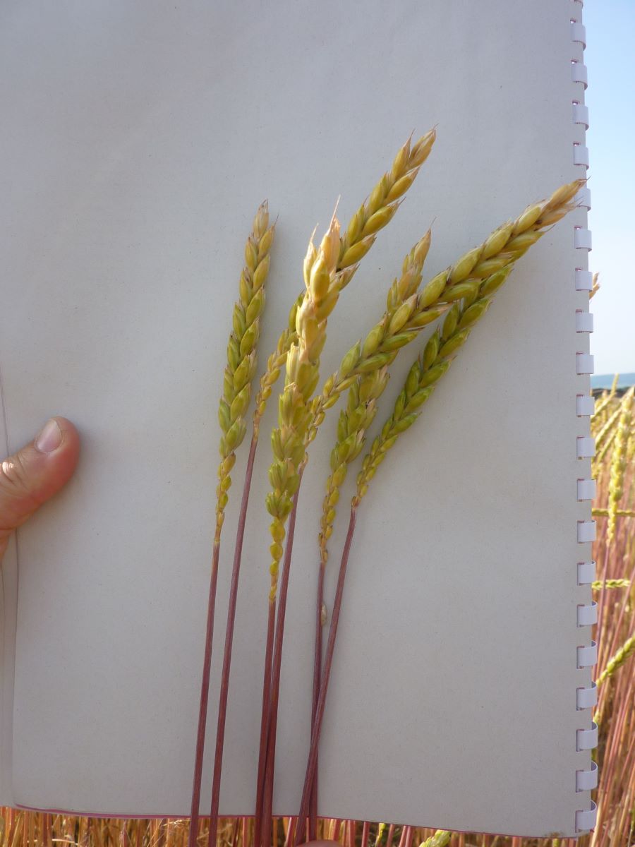 Werthensteiner Weisskorn