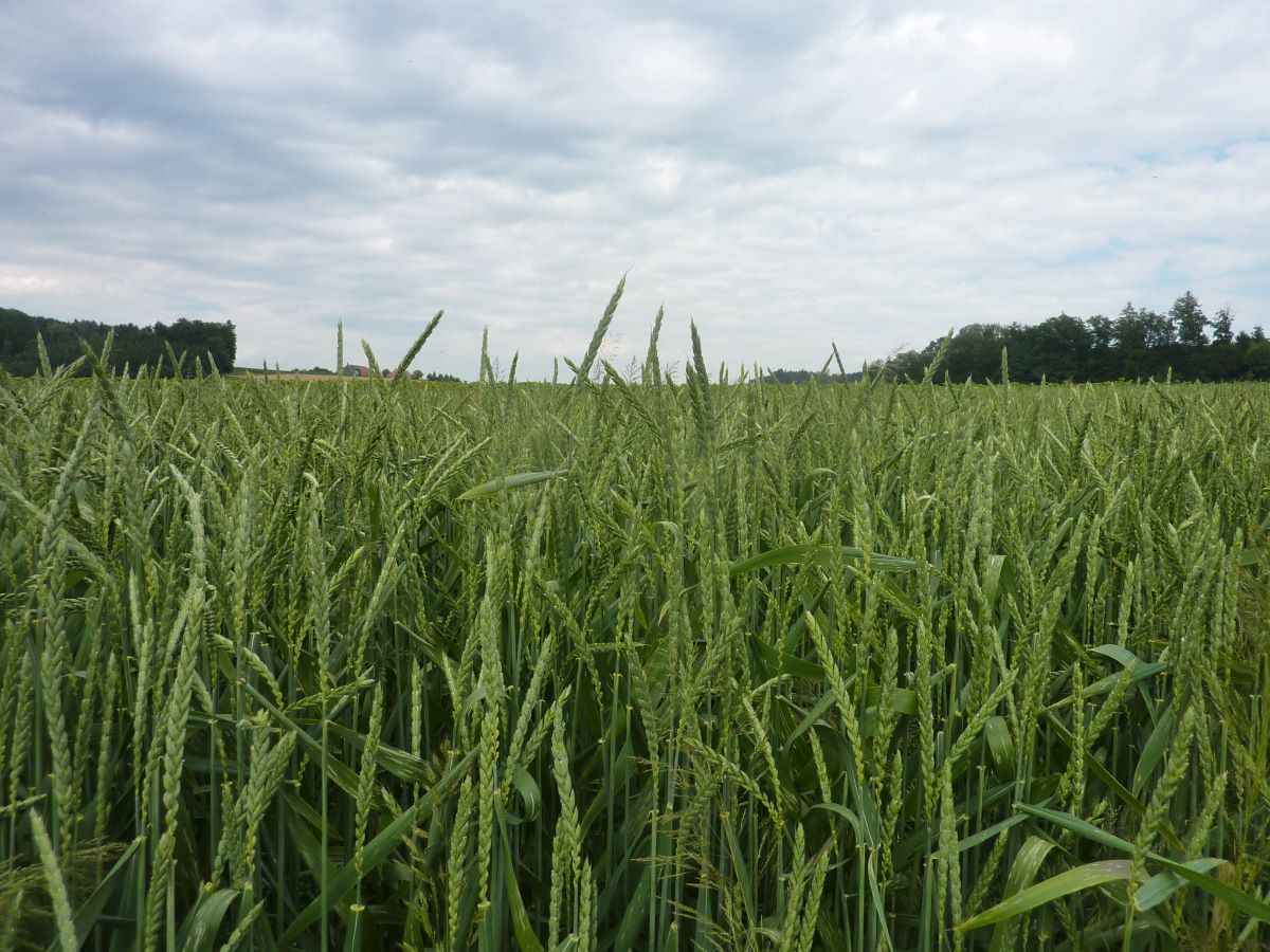 Werthensteiner Weisskorn