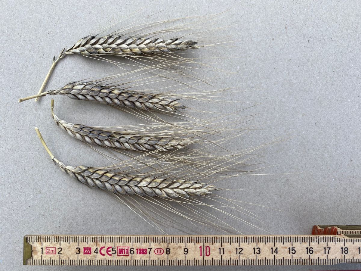 Farro giallo brunastro