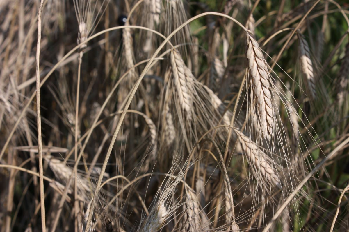 Farro giallo brunastro