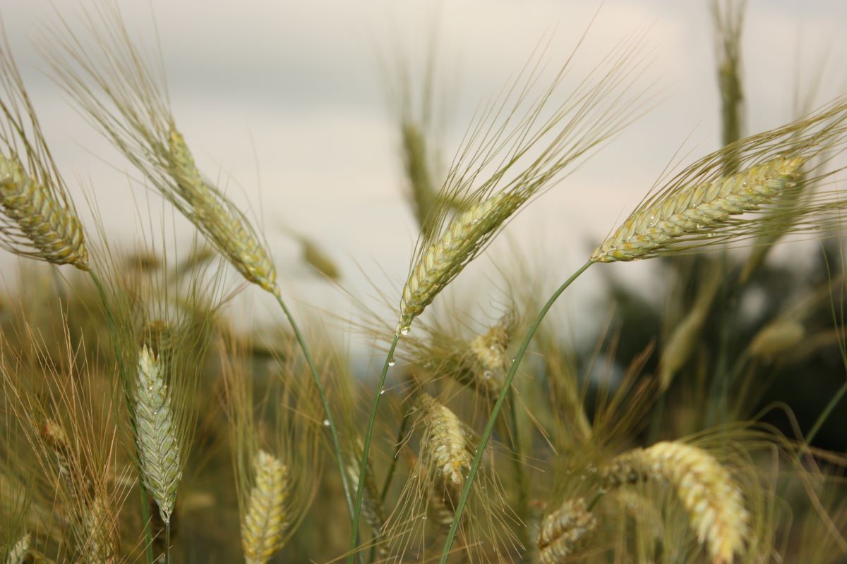 Farro rosso "Otto Müller
