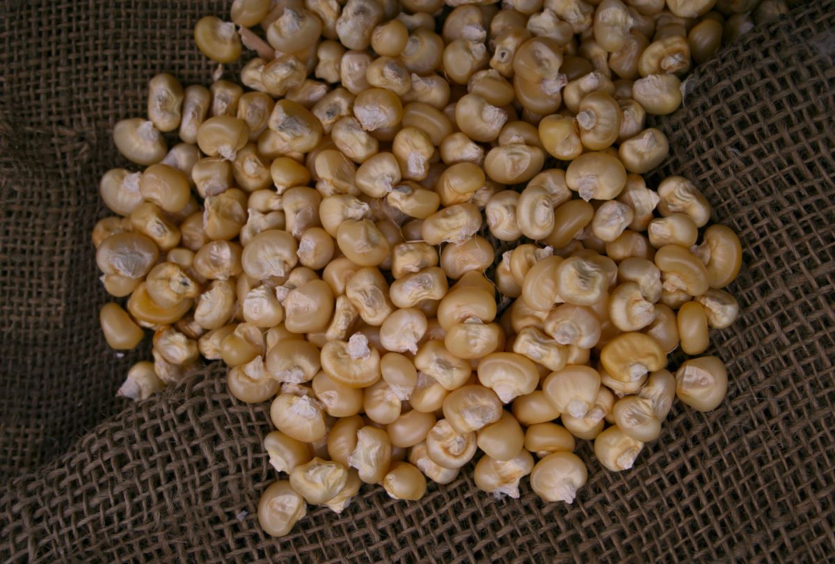 Rheintaler Ribelmais