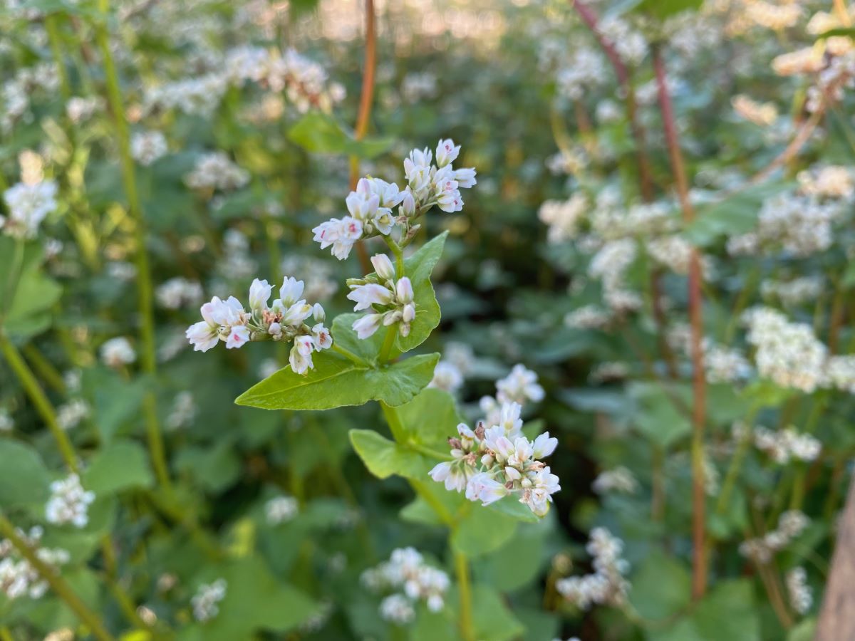 Grauer Heiden