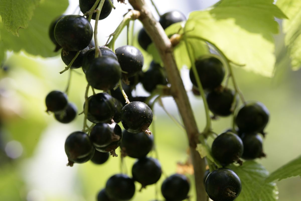 Rosenthals Langtraubige