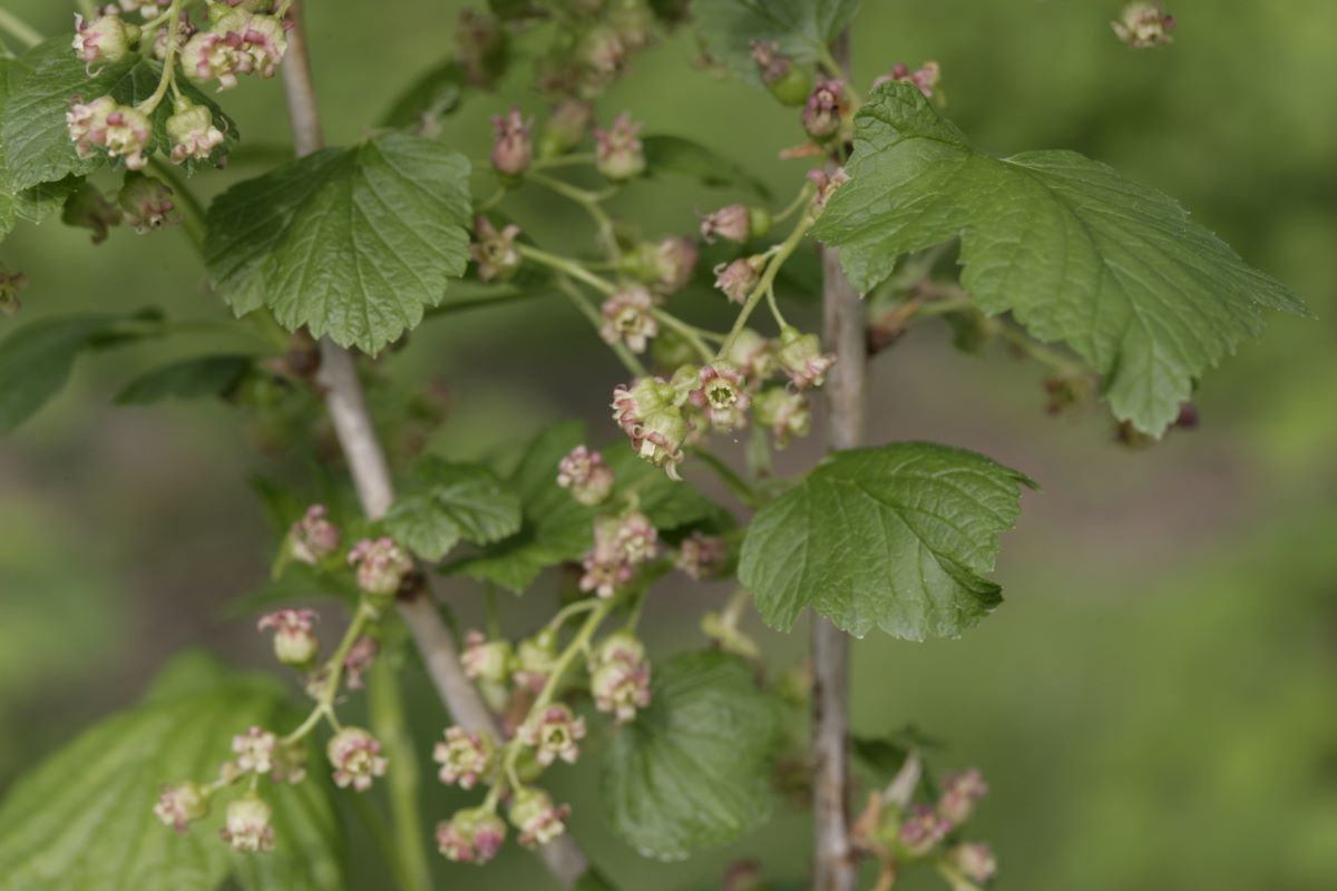 Rosenthals Langtraubige
