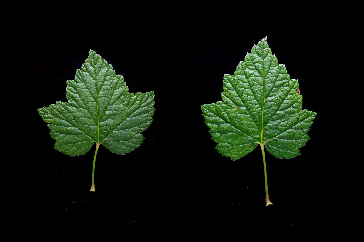 Rosenthals Langtraubige