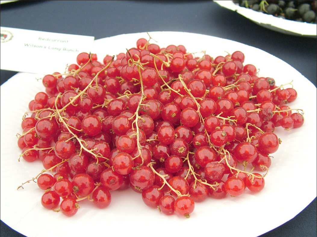 Wilson's Long Bunch