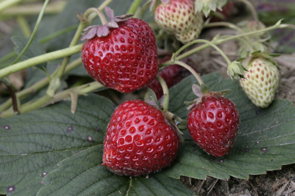 Direktor Paul Wallbaum