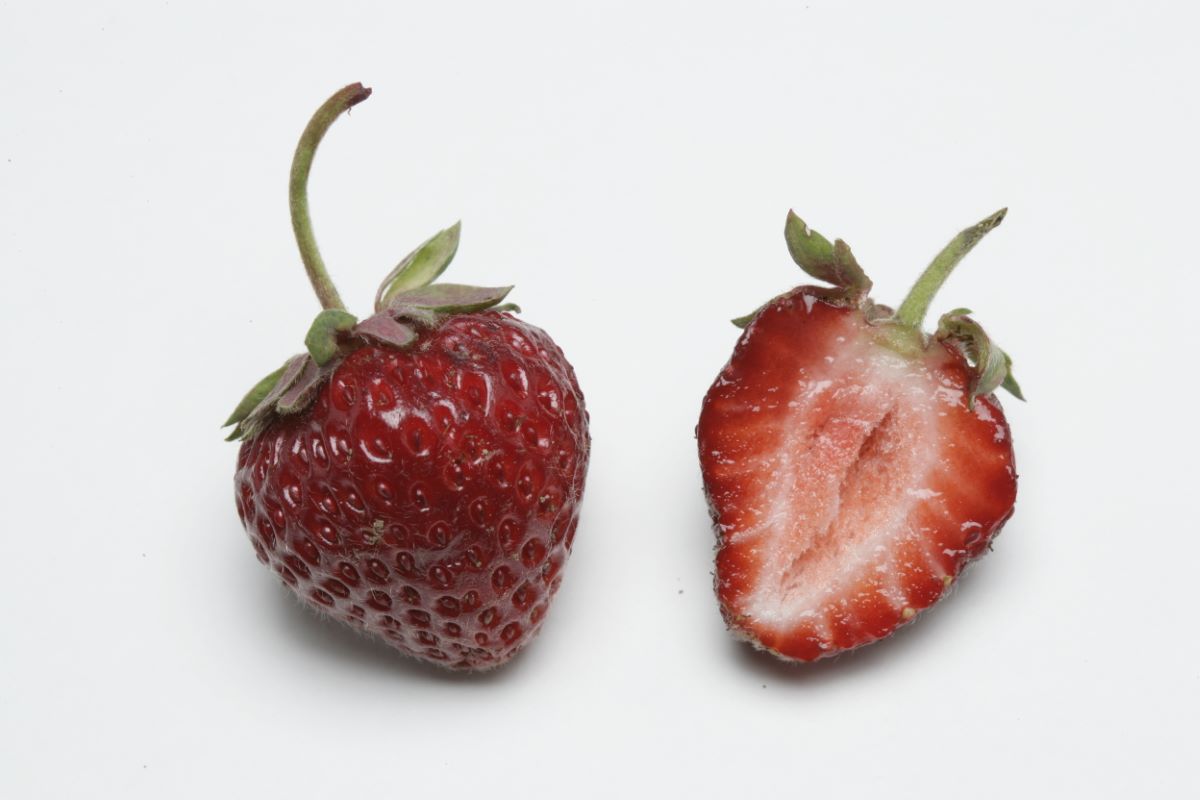 Direktor Paul Wallbaum