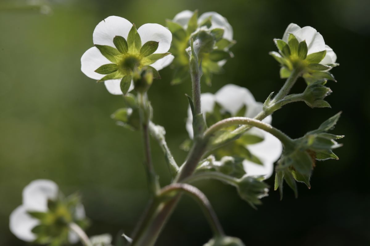 Direktor Paul Wallbaum