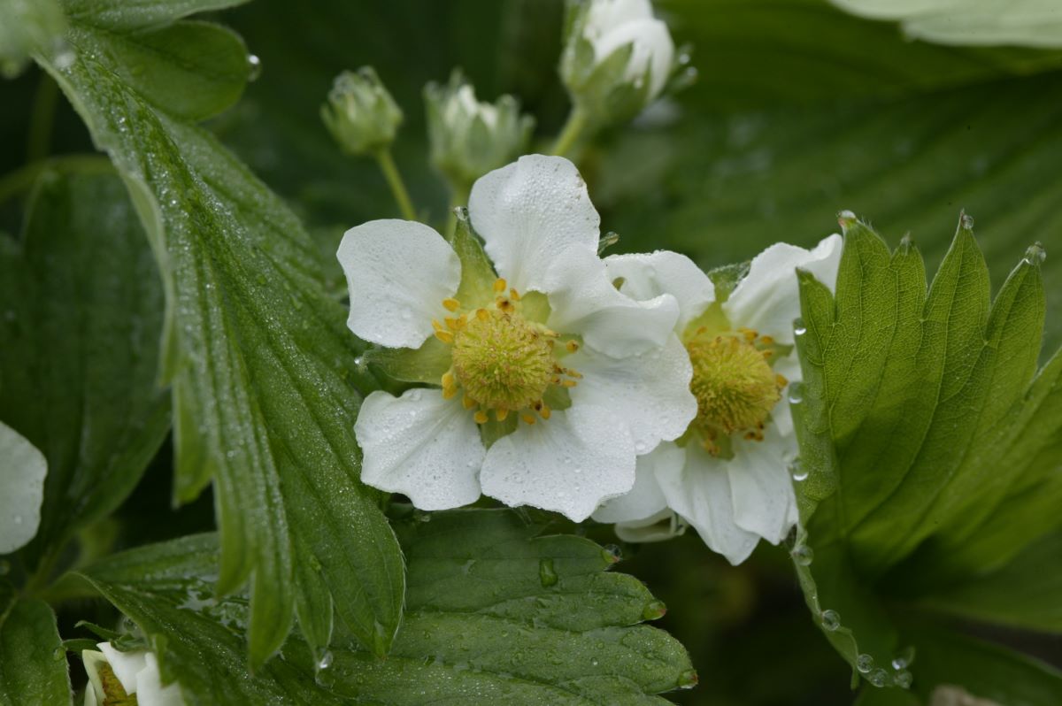 Frühe Hellrote Aromaerdbeere