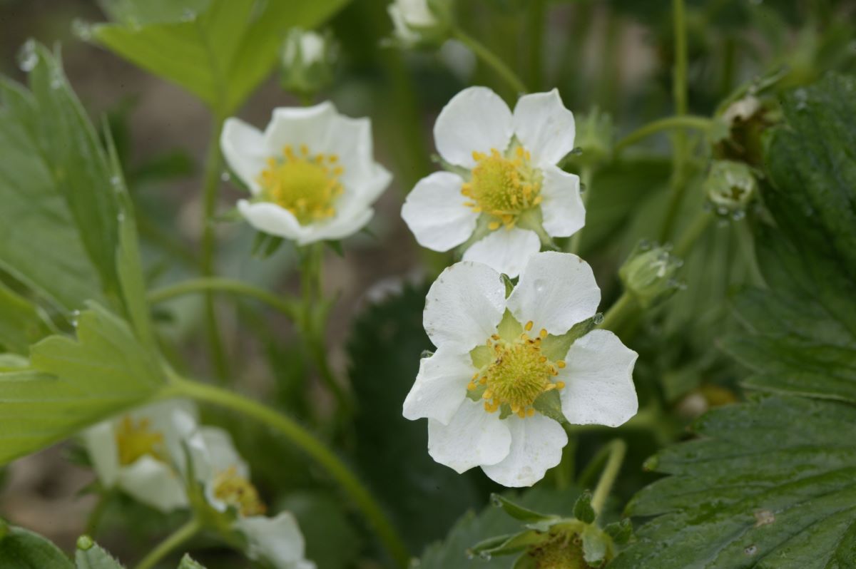 Frühe Hellrote Aromaerdbeere