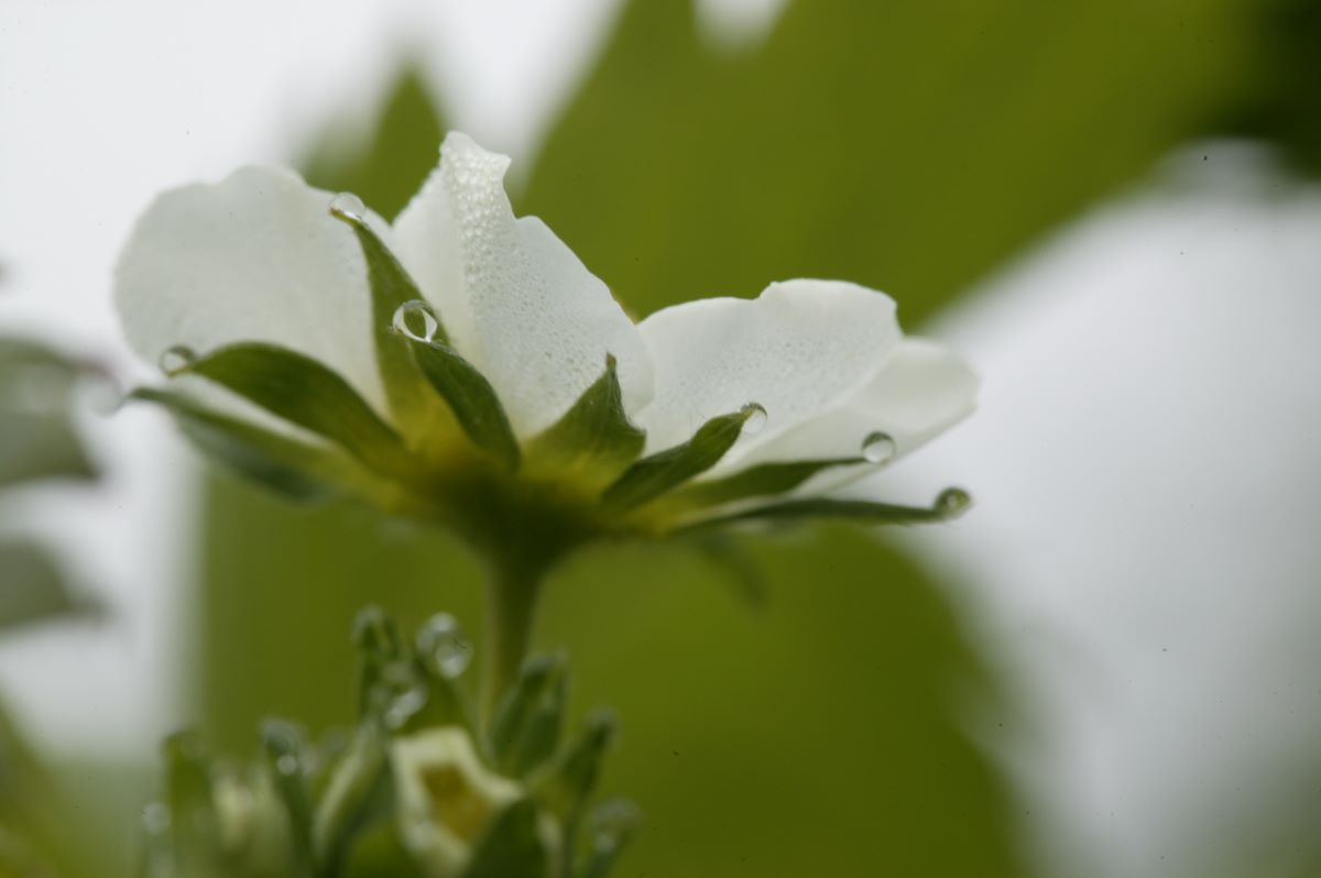 Frühe Hellrote Aromaerdbeere