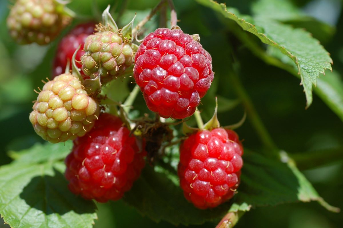 Perpétuelle de Billard