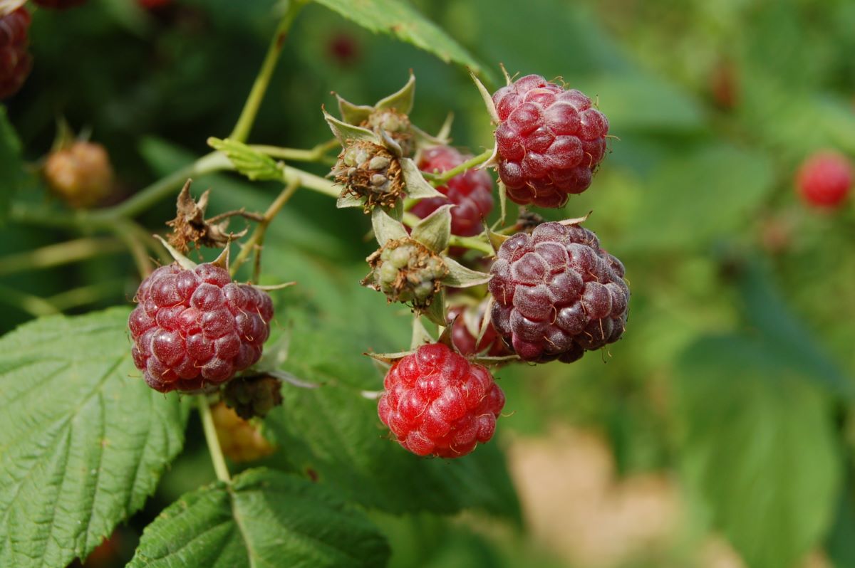 Shaffer’s Colossal