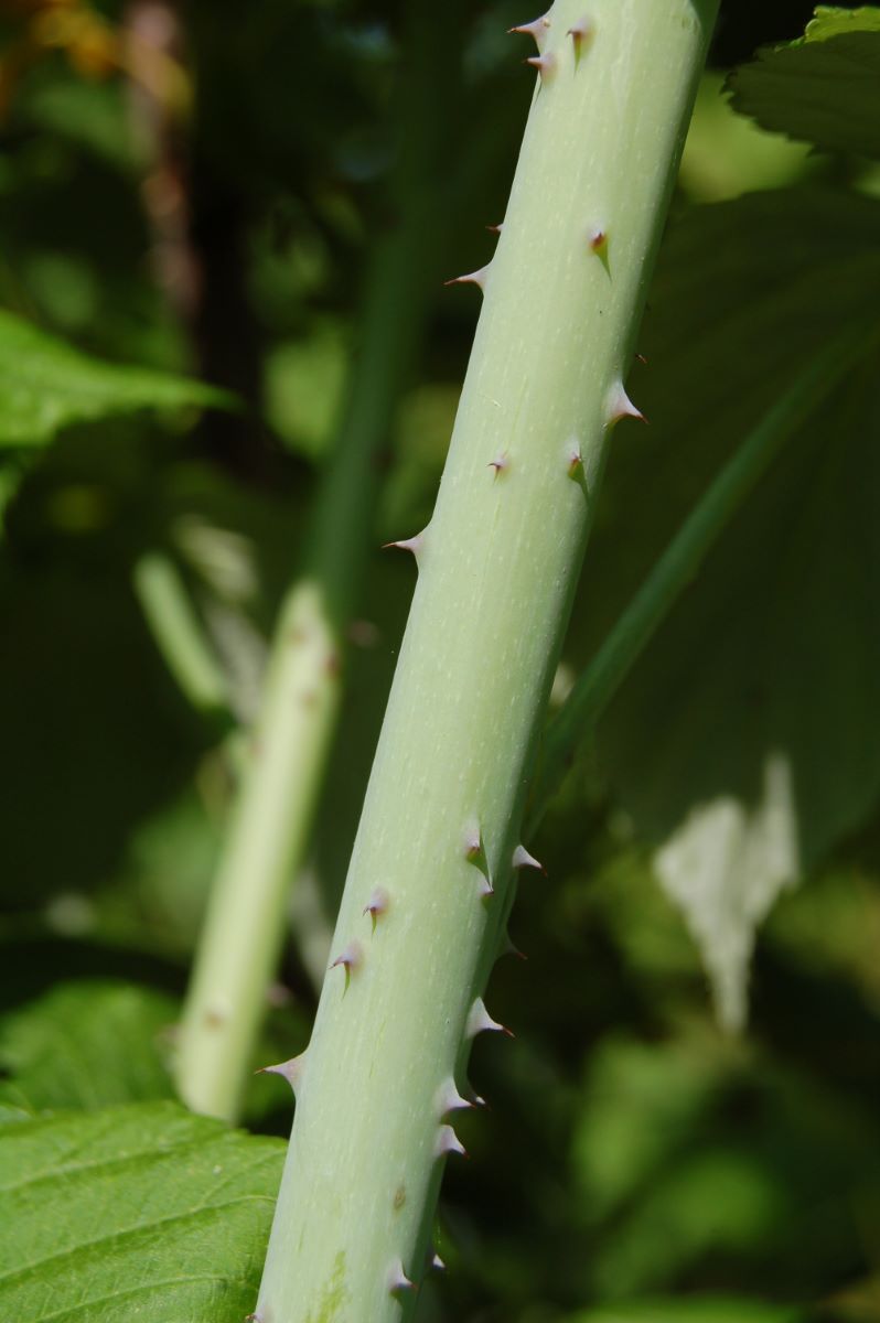 Shaffer’s Colossal