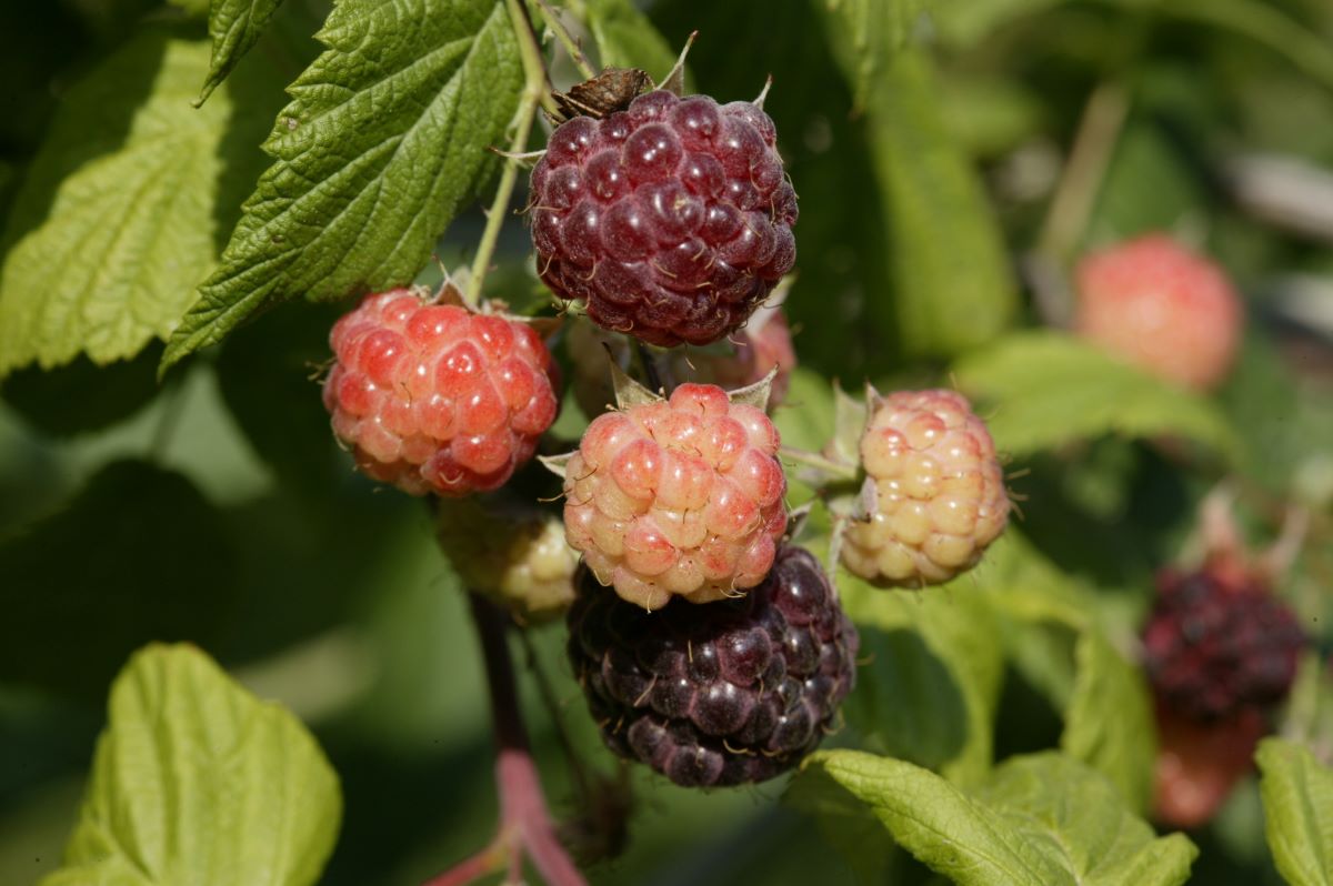 Shaffer’s Colossal