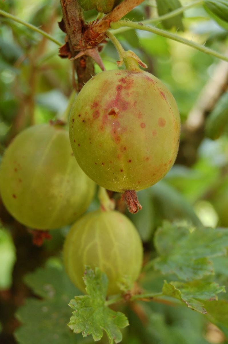 Früheste von Neuwied