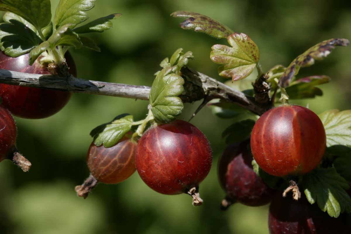 Mauks Frühe Rote