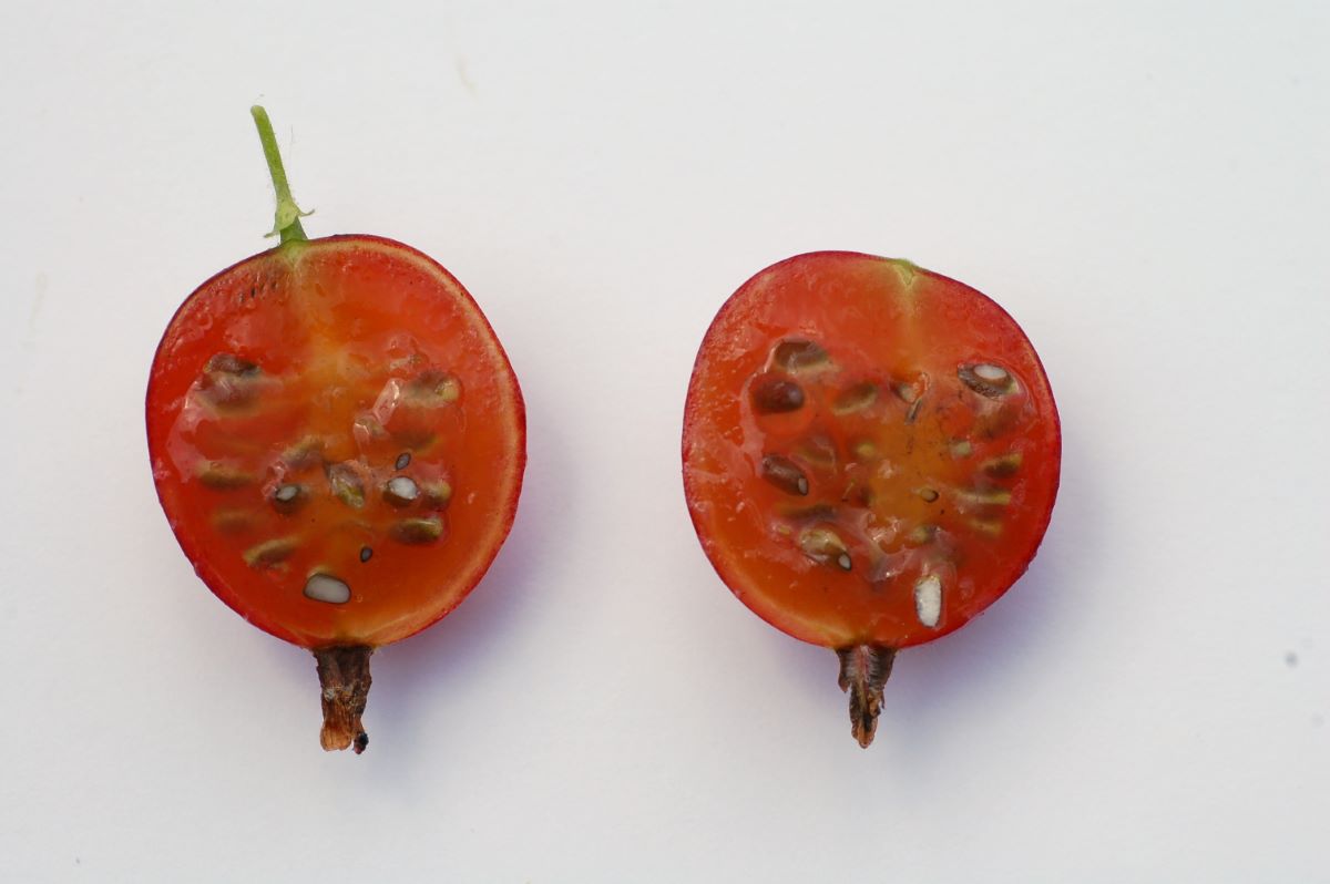 Mauks Frühe Rote