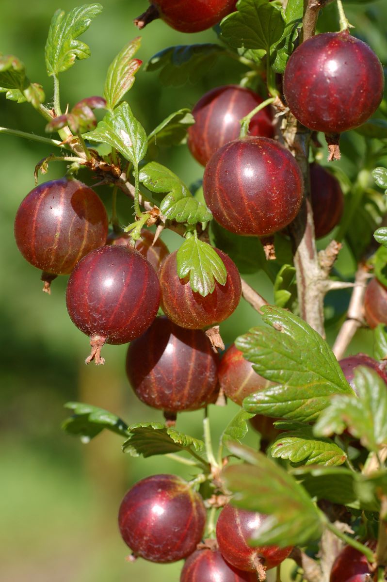Mauks Frühe Rote