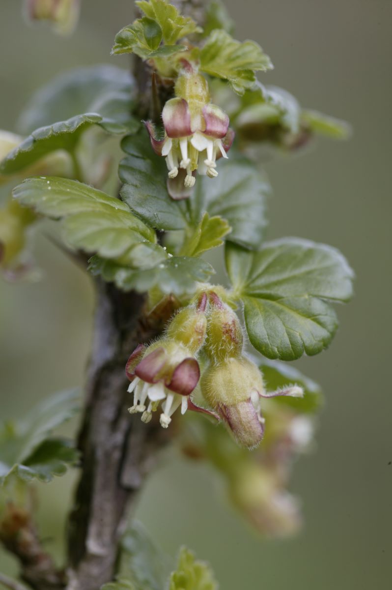 Mauks Frühe Rote