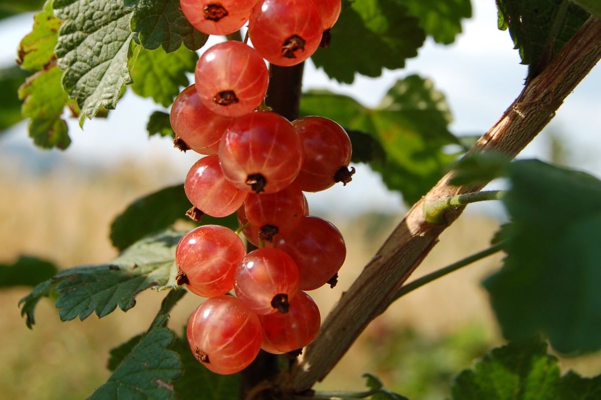 Blassrote Holländische