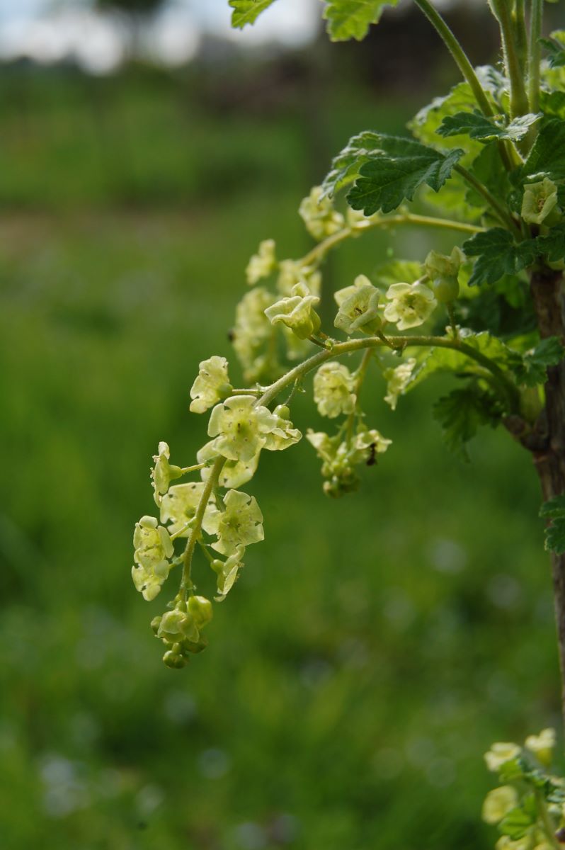 Blassrote Holländische