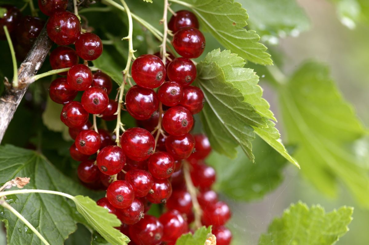 Erstling aus Vierlanden