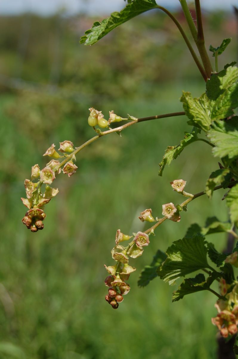 Erstling aus Vierlanden