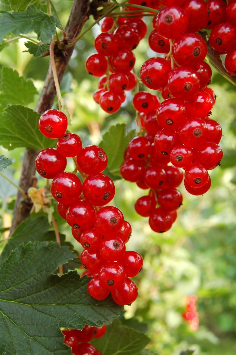 Erstling aus Vierlanden